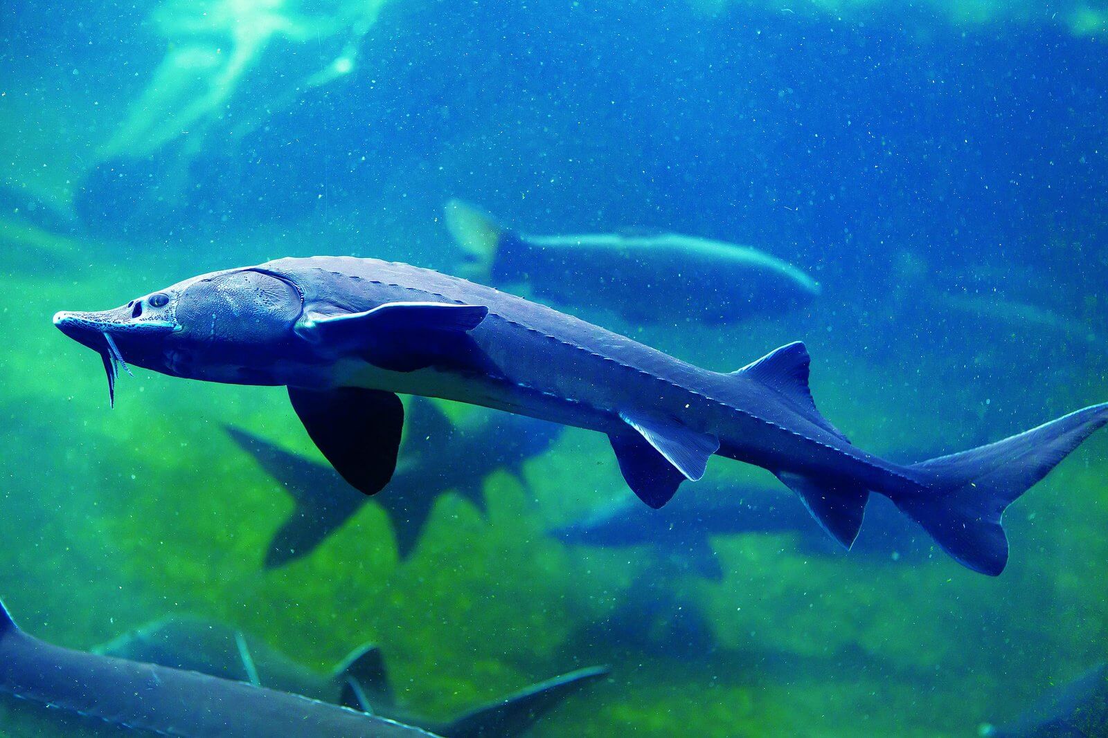 鱘龍魚又名皇帝魚，是數千萬年前存活至今的活化石魚種